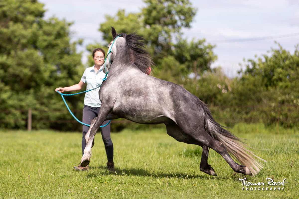 Gabi Neurohr désensibilise un cheval peureux au sol