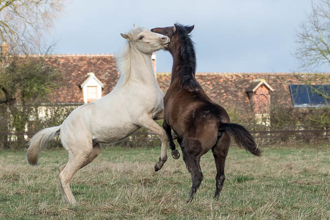 Gabi Neurohr Foal Handling - two foals rearing
