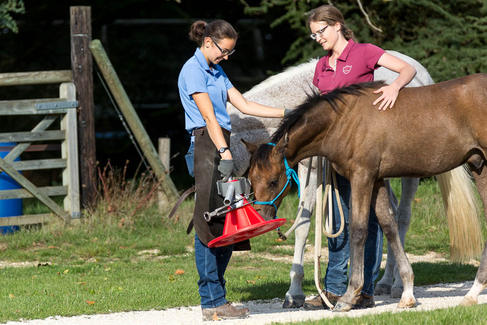 Gabi Neurohr Foal Education - foal meets the farrier for the firts time