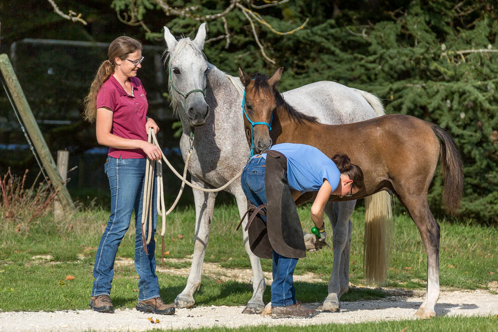 Gabi Neurohr Foal Education - foal is trimmed by the farrier