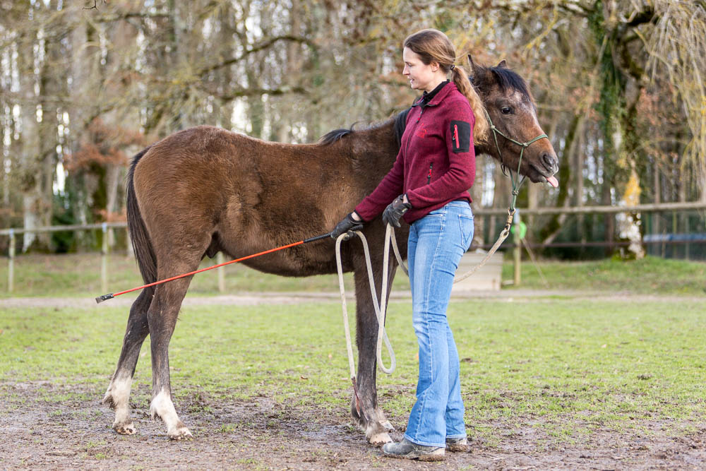 Gabi Neurohr Foal Training - touching the hindlegs with the stick