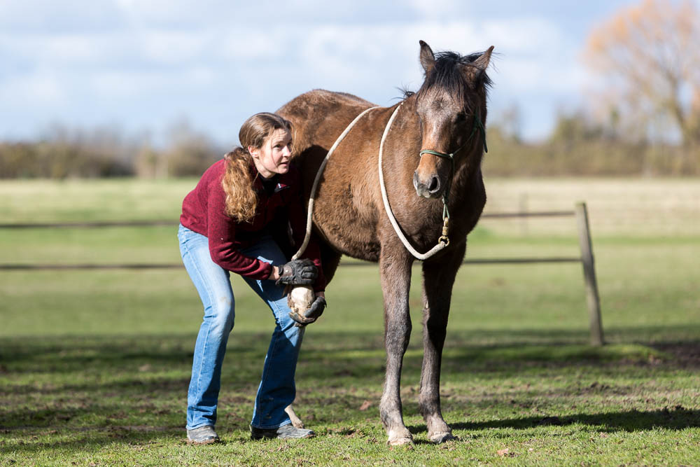 Gabi Neurohr Foal Education - cleaning out front hoof