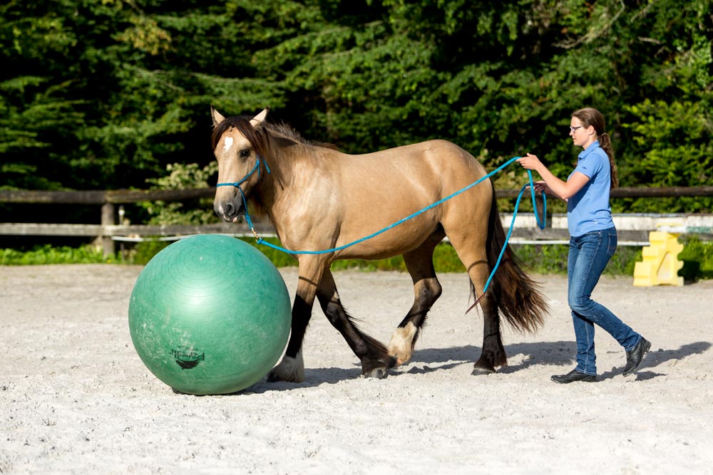 Gabi Neurohr Education du jeune cheval - une jument Irish Cob joue au ballon