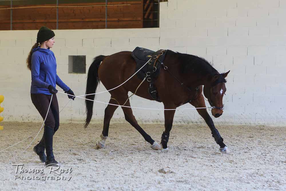 Gabi Neurohr Horse Training - establishing Routine