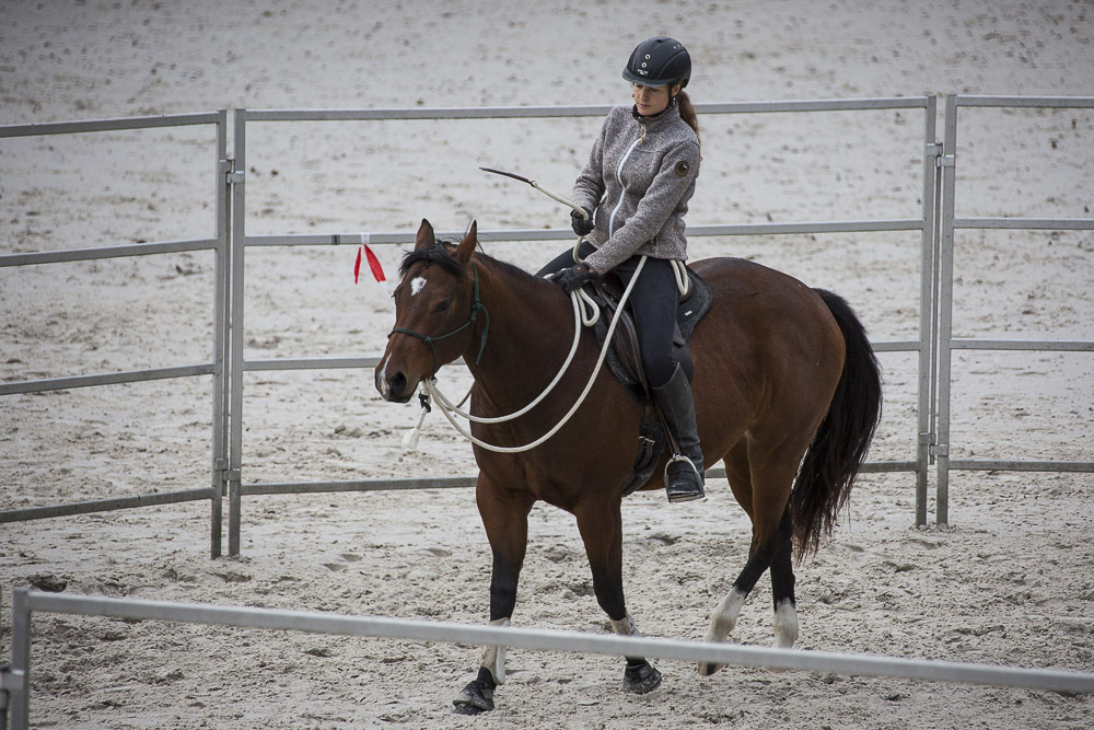 Gabi Neurohr Colt Starting - Quarter Horse mare's first ride in round pen