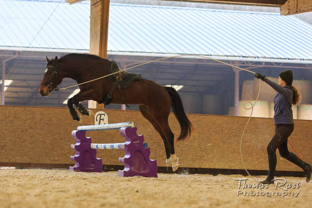 Gabi Neurohr Horse Training - Jumping Gymnastic