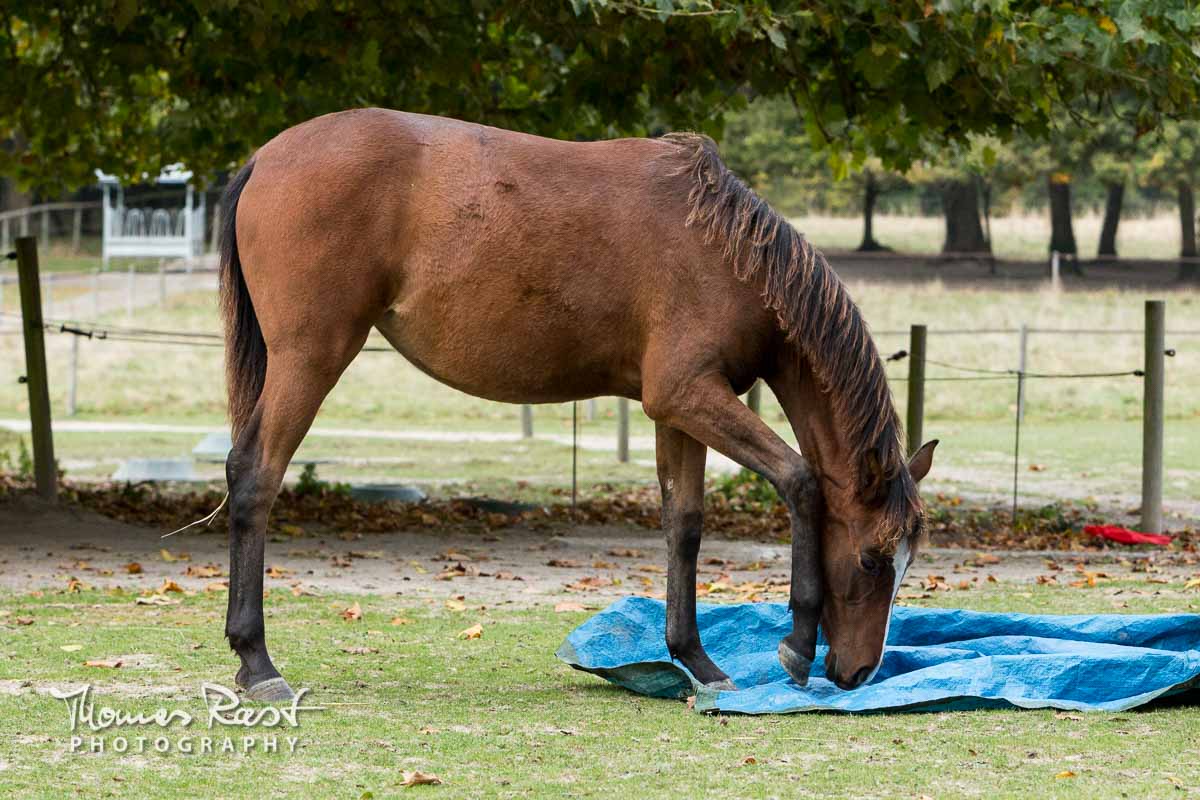 Gabi Neurohr Young Horse Education - Shagya filli Tara discovers the tarp
