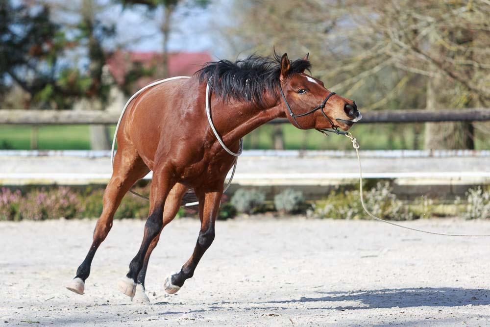 Gabi Neurohr Training Horse-Zayin gets emotional