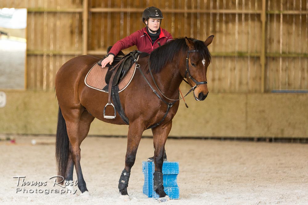 Gabi Neurohr Horse Training - Zayin is focused and calm