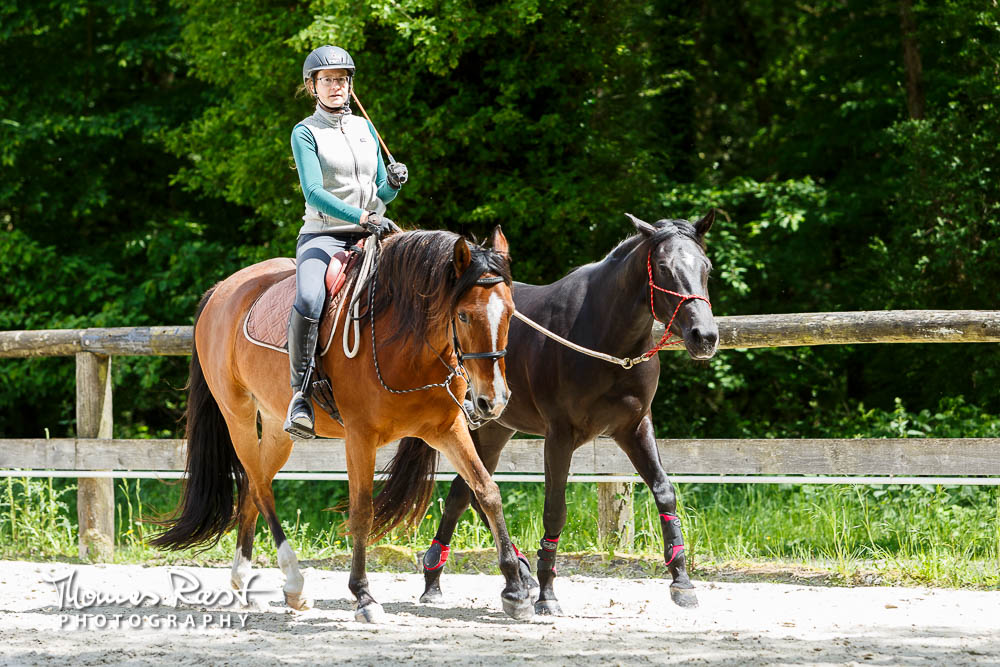 Gabi Neurohr Colt Starting - Quarter horse mare Dancing learns ponying