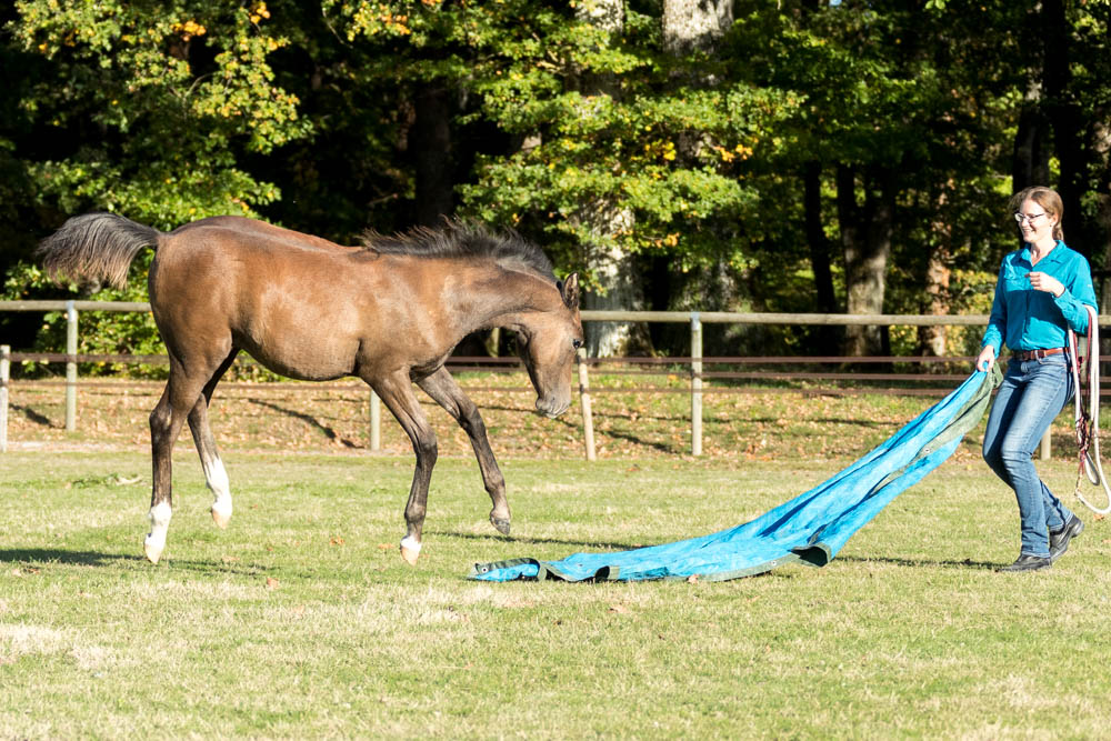Gabi Neurohr Young Horse Education - Foal Maserati is exploring the tarp