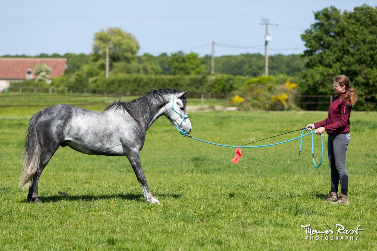 Gabi Neurohr Horse Training - Aslan from fear to trust