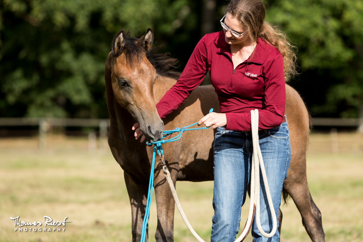 Gabi Neurohr Young Horse Training - foal Maserati is playing with the halter