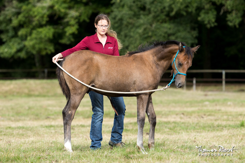 Gabi Neurohr Young Horse Training - Shagya foal Maserati learns to follow the feel