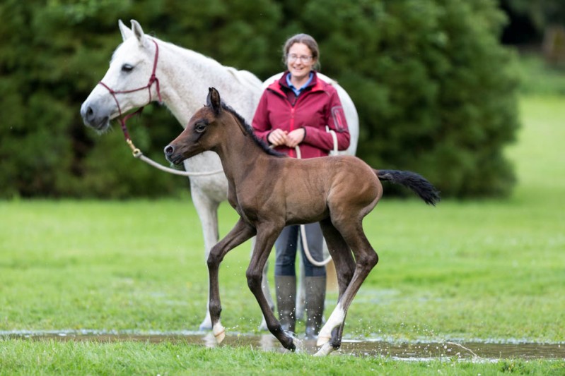 Gabi Neurohr Young Horse Education - 4 days old foal Maserati makes first contact with puddle