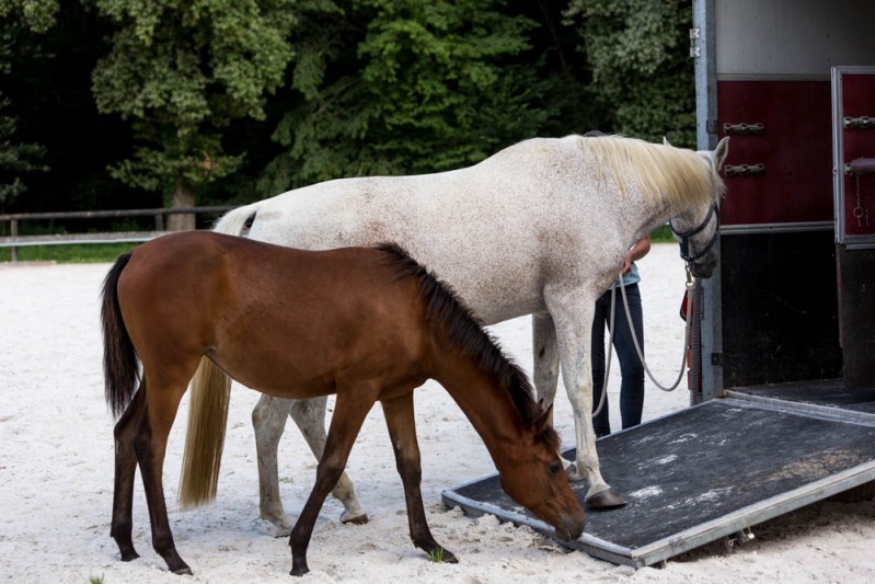 Gabi Neurohr Young Horse Education-foal is observing mare with the trailer