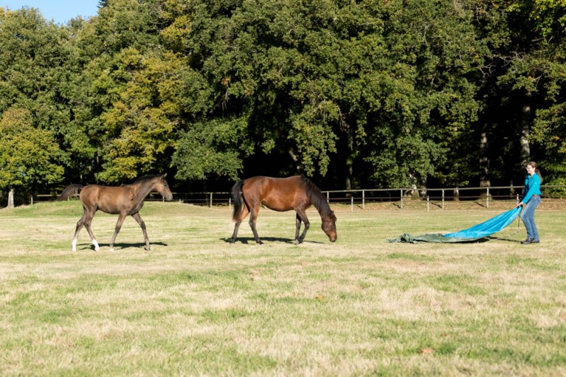 Gabi Neurohr Young Horse Education - foal and yearling getting curious about the tarp