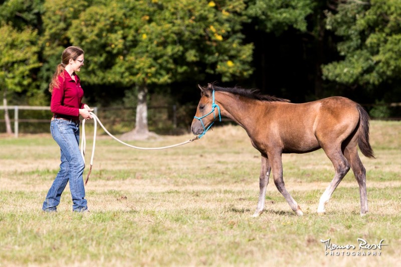 Gabi Neurohr young horse education - horse trainer is teaching a foal to follow the feel of the halter