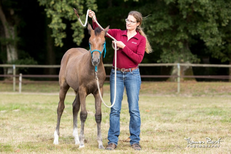 Gabi Neurohr young horse education - a horse specialist plays friendly game with a sceptical foal 